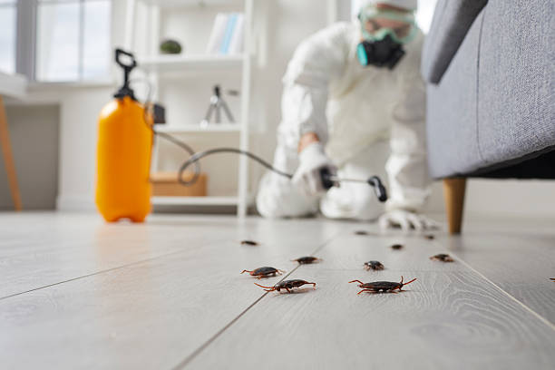 Trusted Cockroach Control service in Rochester, NY - Nex Pest Control